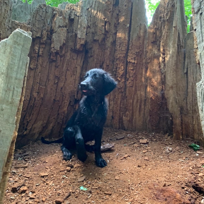 Flat Coated Retriever Welpe aus dem Mivreya Kennel in der Dübener Heide – naturverbundene Retrieveraufzucht an der Mulde