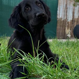 Freya Flat Welpe - Mivreya