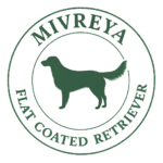 Flat Coated Retriever - Mivreya