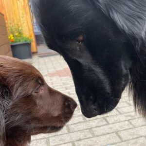 Zwei Flat Coated Retriever von Mivreya zeigen sanftes Sozialverhalten – harmonisches Rudel aus der naturverbundenen Dübener Heide