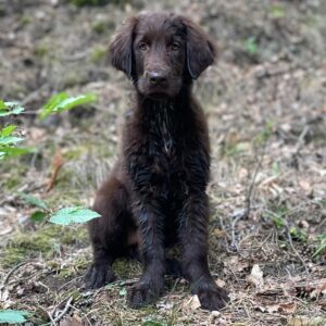 Flat Coated Retriever Welpe entdeckt neugierig den Waldsee in der Dübener Heide – Mivreya Welpenaufzucht mit Herz und Naturbezug