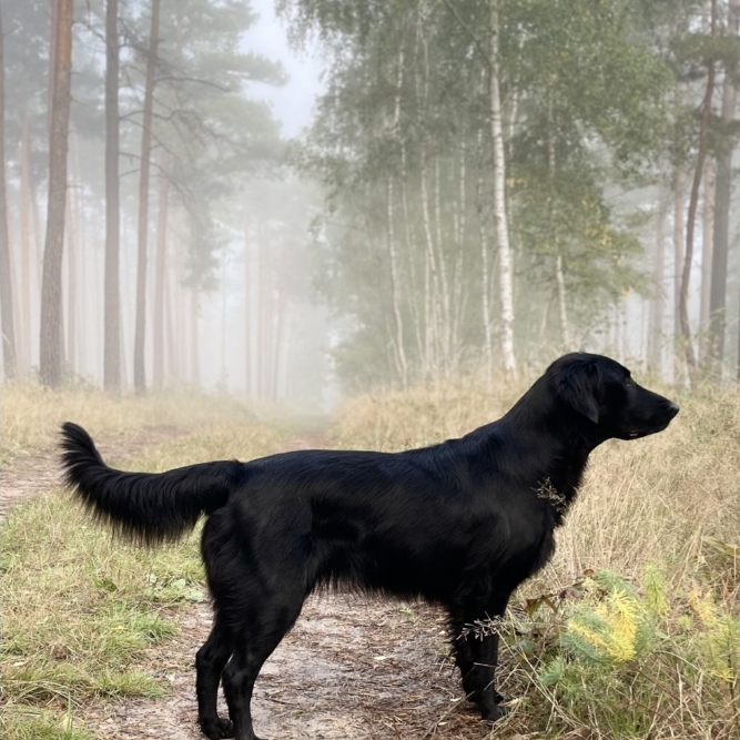 Flat Lady Freya im Sachsen Wald