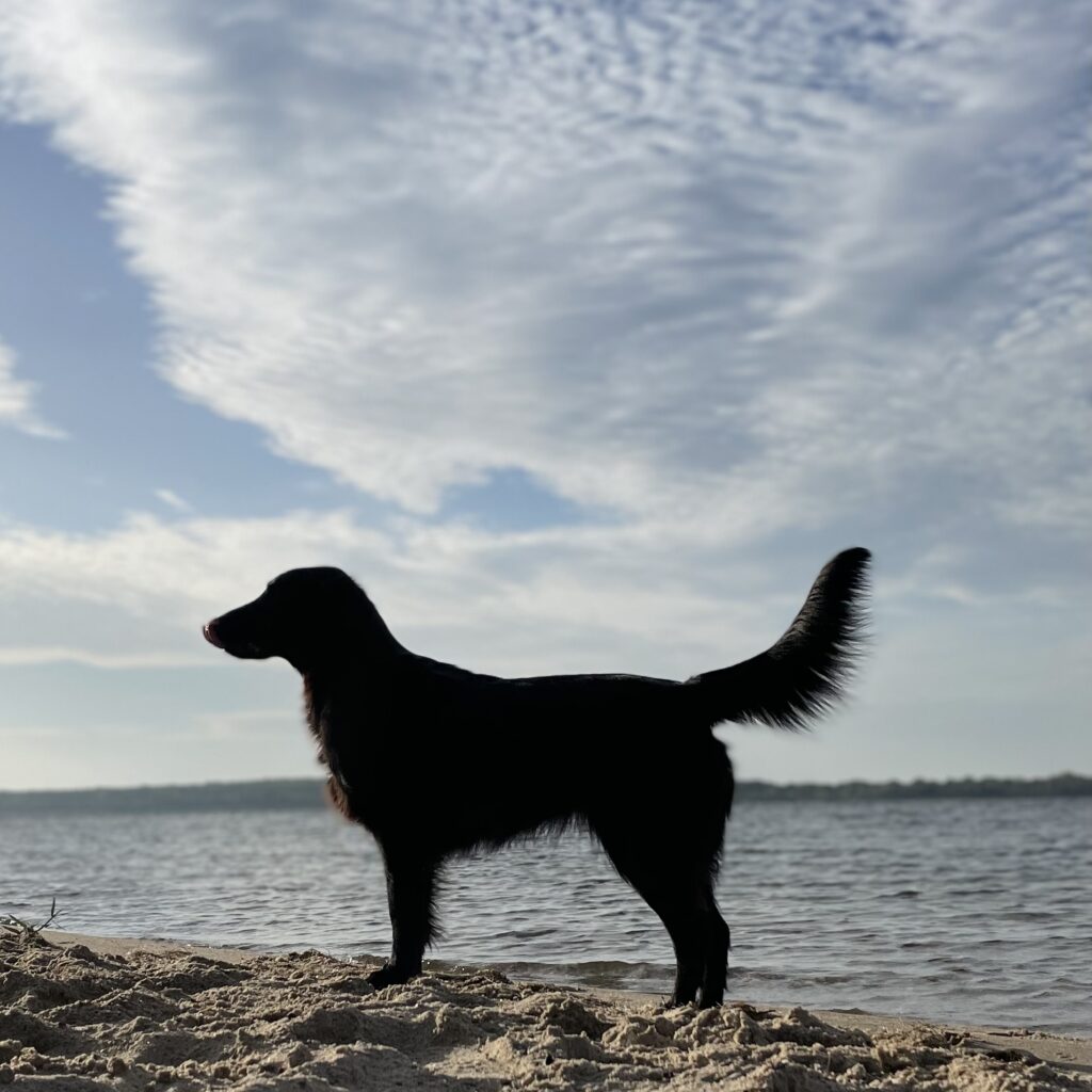 Wurfplanung Fall Coated Retriever - Mivreya