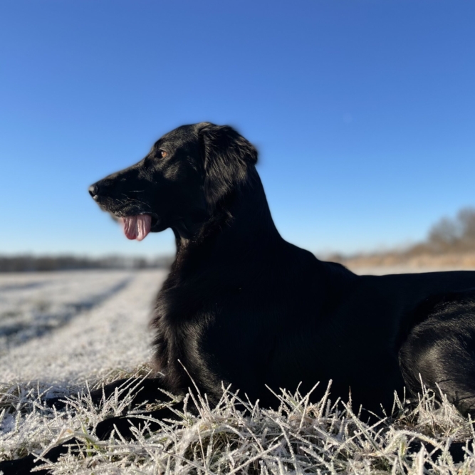Flat Coated Retriever genießt klare Winterluft auf offenen Feldern in der Dübener Heide – typischer Mivreya-Freigeist aus Sachsen