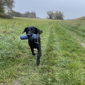 Junger Flat Coated Retriever von Mivreya beim freudigen Dummytraining auf weiten Wiesen der Mulde