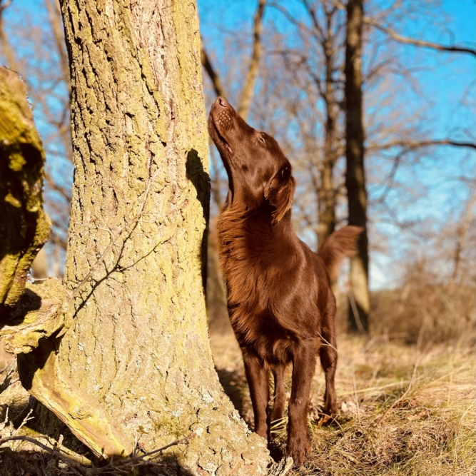 Brauner Flat Coated Retriever Mivreya erschnüffelt Baumrinde im Sonnenlicht – lebhafte Retrieverlinie aus der Heide Landschaft