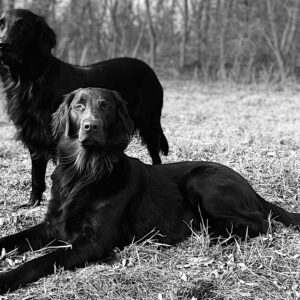 Zwei Flat Coated Retriever sitzen ruhig im Wald der Dübener Heide – Mivreya Zucht mit Fokus auf Charakter, Freundlichkeit und Arbeitsfreude