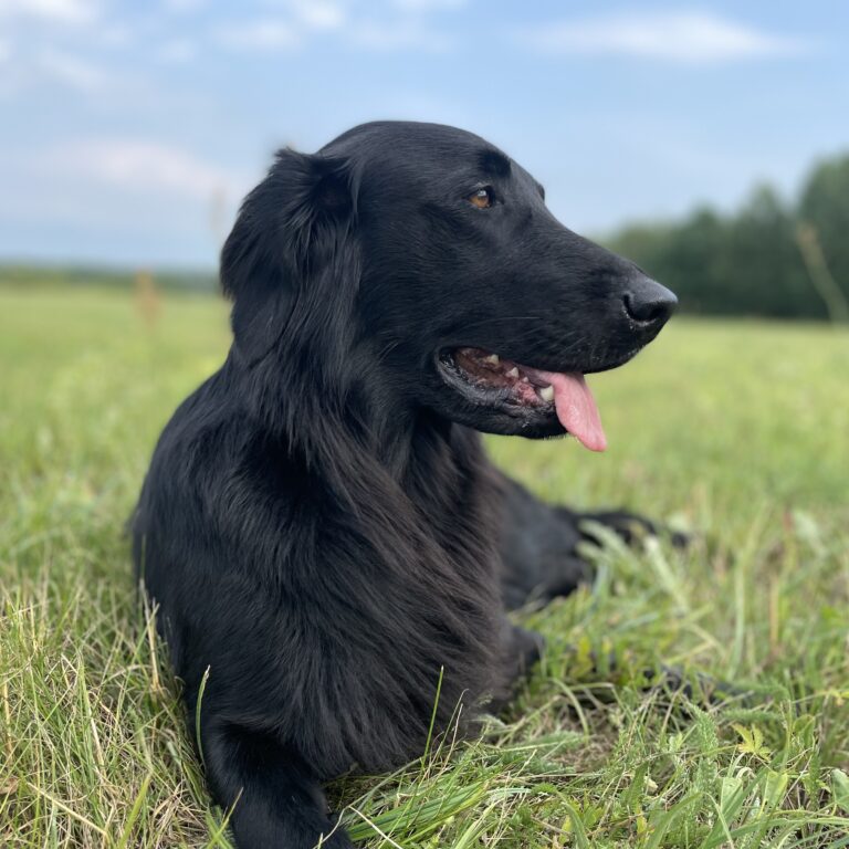 Schwarzer Flat Coated Retriever Mivreya, aufmerksam auf der Muldenwiese – Familienhund und Working Retriever aus Sachsen-Anhalt