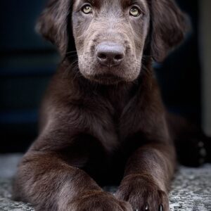 Brauner Flat Coated Retriever Welpe aus der liebevollen Mivreya Aufzucht – wesensfester Zukunfts-Familienhund aus Sachsen-Anhalt