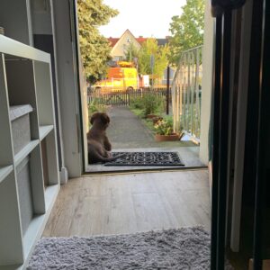 Flat Coated Retriever Welpe blickt vom Haus in die Welt – Mivreya Familienhund, aufwachsend zwischen Natur, Geborgenheit und Eindrücken des Alltags