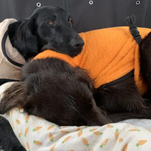 Unsere 2 Flat Coated Retriever Ladies beim entspannen nach dem Training -Mivreya Zucht mit Fokus auf Charakter, Freundlichkeit und Arbeitsfreude