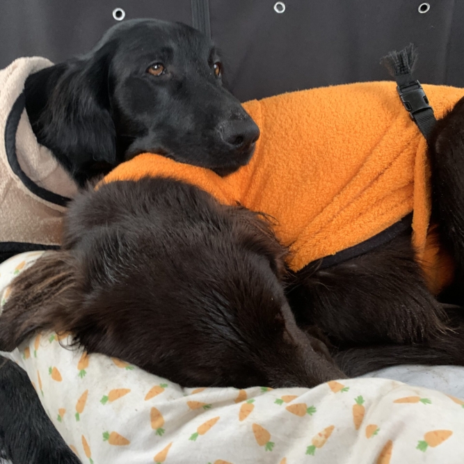 Unsere 2 Flat Coated Retriever Ladies beim entspannen nach dem Training -Mivreya Zucht mit Fokus auf Charakter, Freundlichkeit und Arbeitsfreude