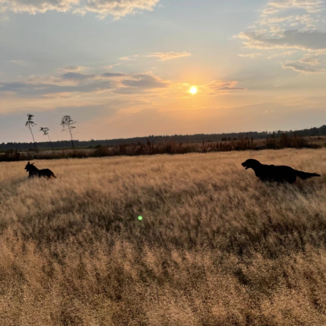 Flat Coated Retriever laufen über goldene Heidefelder bei Sonnenuntergang – Mivreya Retriever, geprägt von Natur, Weite und Bindung