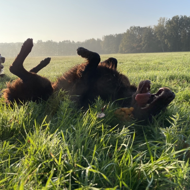 Ein Genuss die Dübener Heide
