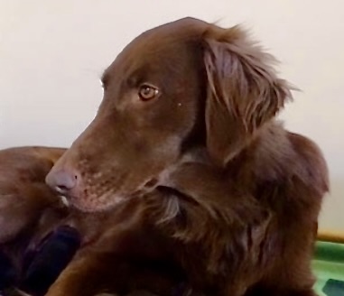 Cay’lox Graceful Granat – Flat Coated Retriever Hündin, Mutter von Freya