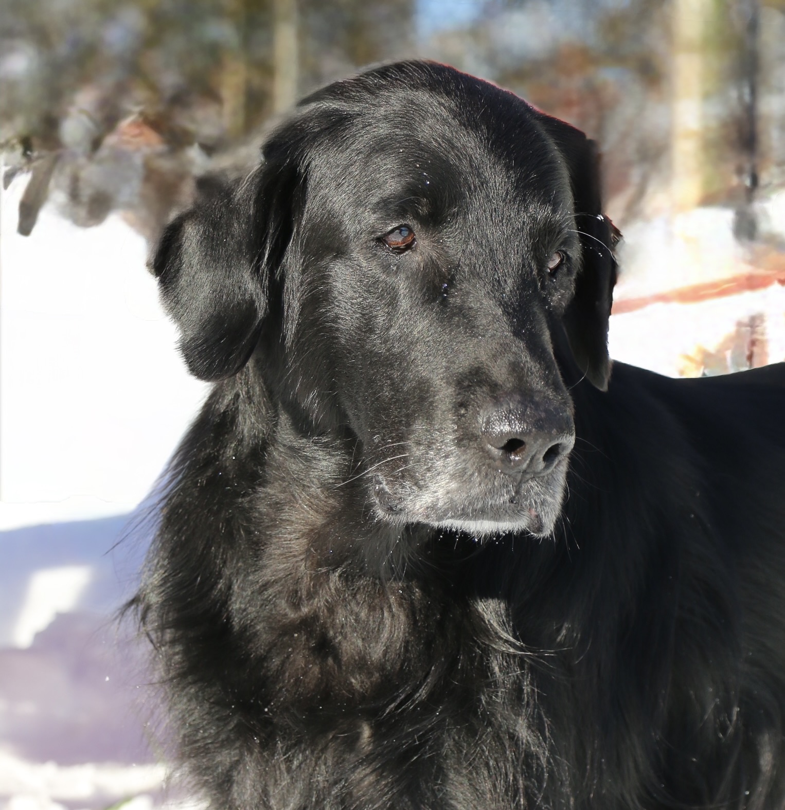 Meo umbra fida – Flat Coated Retriever Rüde, Vater von Freya