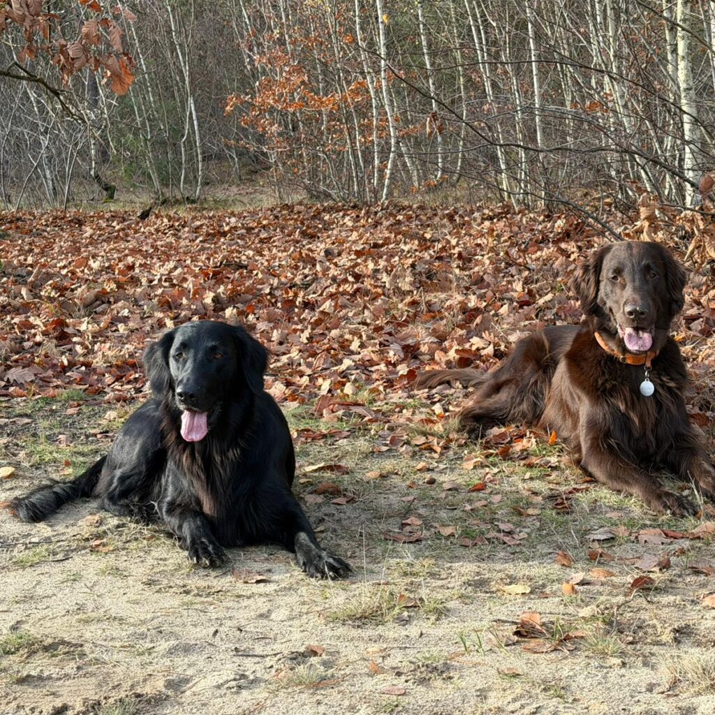 Falt Coated Retriever Nord Ost