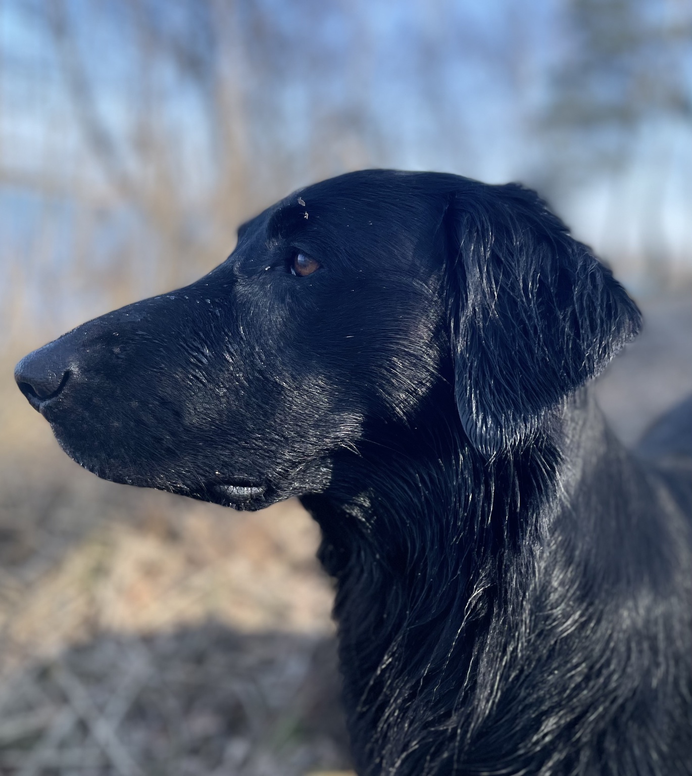 Cay’lox Just Awesome Freya Larimar – Flat Coated Retriever Hündin