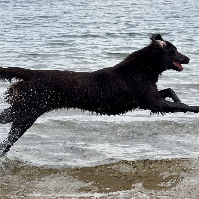 Mivreya Flat Coated Wasserliebe