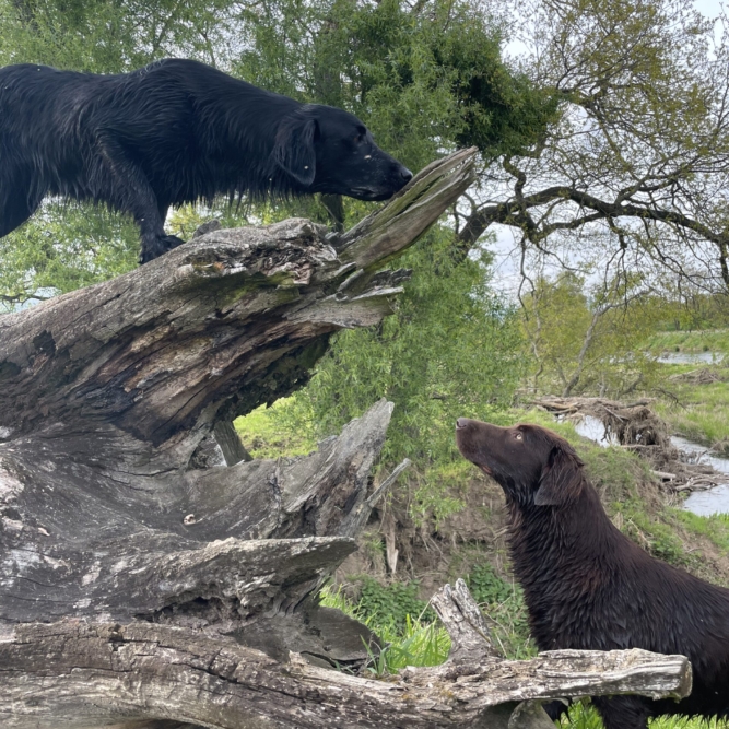 An der Mulde unsere Mivreya Flat Ladies