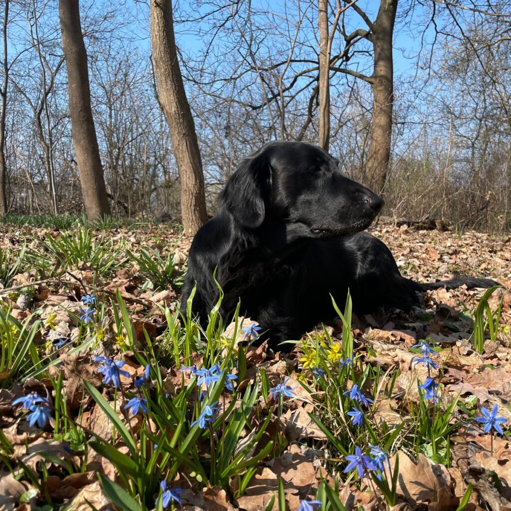 Mivreya Flat Coated Retriever